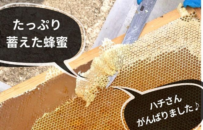 ありだ里山の蜂蜜 570g 化粧箱入り BC05