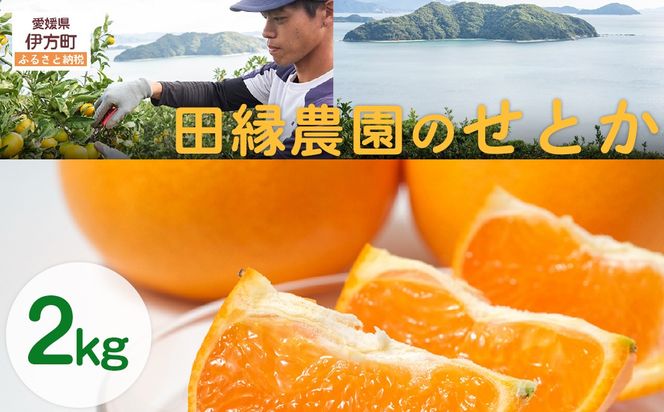 【先行予約】【数量限定】田縁農園のせとか2kg  ※離島への配送不可 （2026年3月5日より順次発送） IKTA027