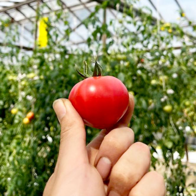 【先行予約】糖度9度以上 フルーツトマト しんちゃんトマト 約750g (小 - 大玉サイズ 10 - 20個) 〈2027年2月〜発送〉/ トマト 高糖度 高知県産 ふるーつとまと 甘い 美味しい お取り寄せ