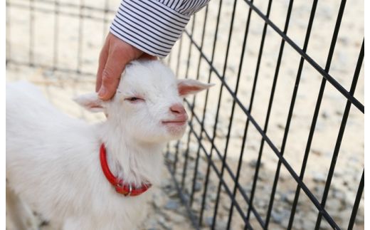 白鳥動物園（ペア）チケット 入場券 優待券 