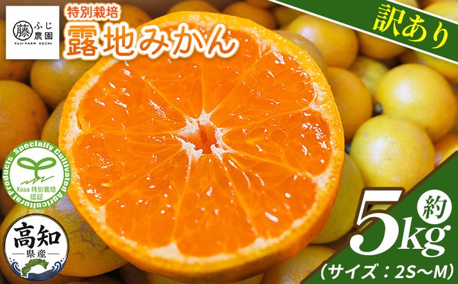みかん 【2026年10月以降順次配送分】ふじ農園の露地みかん 訳あり品 5kg (2S～M) - 国産 蜜柑 ミカン 柑橘 果物 フルーツ 訳アリ ご家庭用 家庭用 自宅用 ふじ農園 高知県 香南市 常温 fn-0013