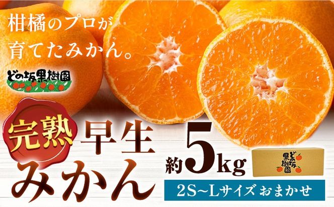 早生 みかん 約 5kg (2S～Lサイズ) どの坂果樹園《12月上旬-2027年2月上旬頃出荷》 和歌山県 日高町 みかん 早生 旬 柑橘 フルーツ 果物 蜜柑 ミカン 先行予約--- wsh_dsk52_12j2j_25_10000_5kg---