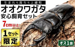 【1セット限定！】完璧育成！「オオクワガタ」 E-256