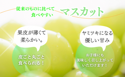 紀州和歌山産 シャインマスカット 約2kg / ぶどう ブドウ 葡萄 マスカット 果物 くだもの フルーツ 人気 旬の果物 ※2027年8月下旬〜9月中旬頃順次発送 ※日付指定不可 ※離島への配送不可【uot512-r-2】