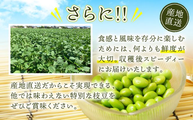 【先行予約】 熊本県八代市産 枝豆 1.5kg えだまめ エダマメ 茶豆 産地直送 おつまみ 野菜 お弁当 豆 まめ 旬 熊本県 八代市 【2026年7月上旬より順次発送】