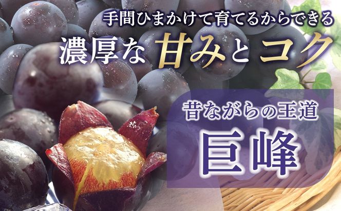 先行予約 和歌山 有田産 巨峰 1.2kg 3~4房 フルーツ 果物 ［2026年8月下旬以降発送］DU03  