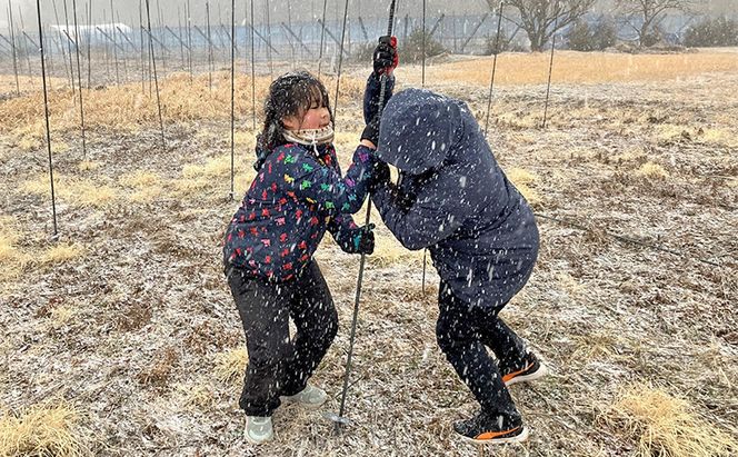 野生の目覚め～焙煎ムクナ豆茶ティーバッグ～　ムクナ お茶 健康茶