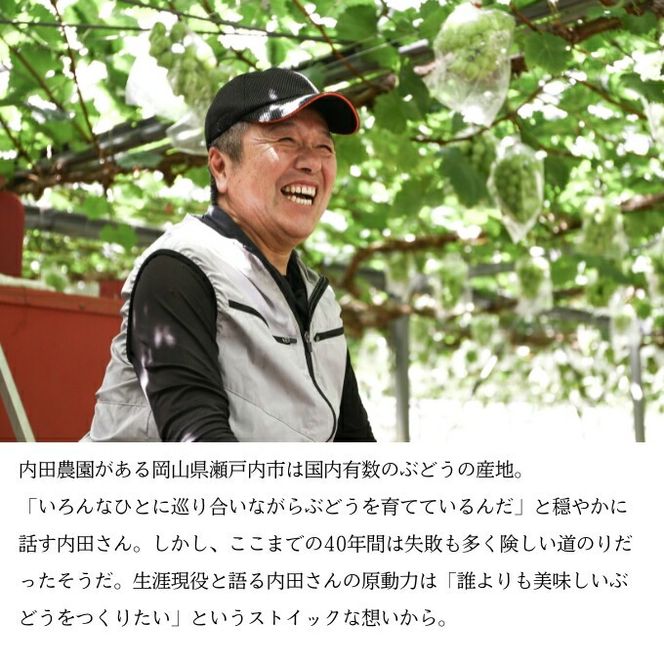シャインマスカット1房（700g前後）内田農園 岡山県 瀬戸内市 邑久町産 葡萄 ぶどう 2026年【配達不可：北海道・沖縄・離島】 果物類 ブドウ フルーツ