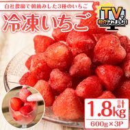 ＜先行予約受付中！2026年12月上旬以降順次発送予定＞凍眠君使用！農園ガーデン空産冷凍いちご(計1.8kg・600g×3P)国産 鹿児島県産 いちご イチゴ 苺 恋みのり 紅ほっぺ かおり野 フルーツ 果物 くだもの おやつ 冷凍 凍眠 フローズン 自社農園【農園ガーデン空】akn026-04