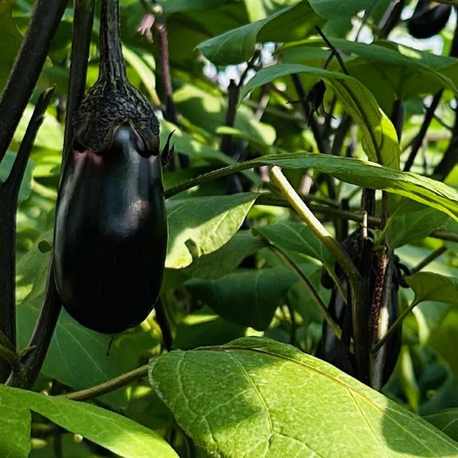 揚げナス 1.2kg【乱切り】海洋深層水仕込みのナス使用 カット済 揚げなす あげなす 野菜 やさい ナス なす 茄子 生産量日本一 高知 室戸 惣菜 便利 用途 豊富 カット野菜 調理 ハウス栽培 小分け