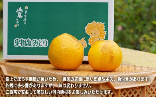 【 訳あり 】 先行予約 果樹園みどり の 樹齢30年 河内晩柑 7.5kg （ 訳あり ミックス  ）<発送期間：4月上旬～7月中旬> 家庭用 7.5kg 先行 事前 予約 受付 みかん 河内晩柑 かわちばんかん 愛南ゴールド 文旦 グレープフルーツ 和製 おいしい 愛媛 産地直送 国産 農家直送 期間限定 数量限定 特産品 ジュース 人気 限定 愛南 甘い フルーツ 柑橘 果樹園 みどり
