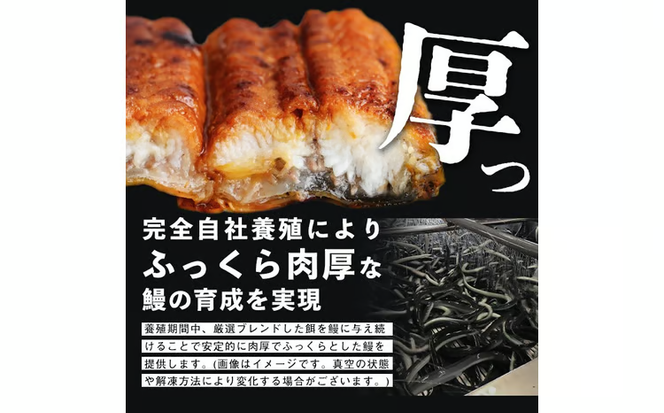 【訳あり・数量限定】復活！不揃いのうなぎ達 計800g以上(鹿児島県産 鰻の蒲焼き) b2-040