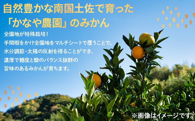みかん定期便 3回 土佐乃かなやのみかん5kg(S～Lサイズ)×3回 合計15kg - 定期便 数量 国産 早生みかん 蜜柑 ミカン 柑橘 果物 くだもの フルーツ Wbe-0127