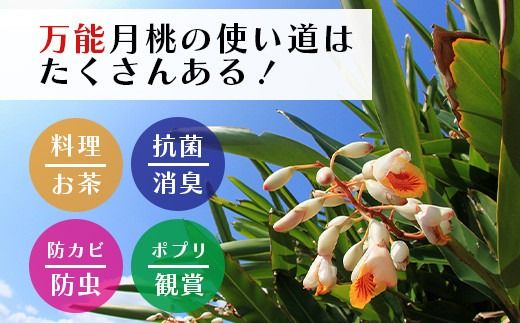 自然栽培の「月桃の葉20枚」セット（特別栽培、栽培期間中農薬不使用）【 沖縄県 石垣島産 月桃 葉 鑑賞 化学肥料不使用 】OI-15