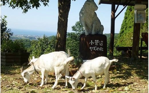 【早期予約】米 令和6年 コシヒカリ 10kg 無洗米 棚田米 (5kg×2袋) ヤギの杜｜富山 こめ コメ お米 おこめ 白米 精米 新米 ※北海道・沖縄・離島への配送不可 ※2024年10月上旬頃より順次発送予定◇