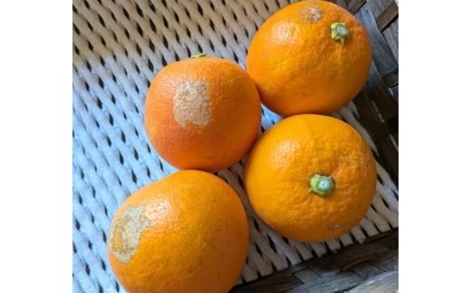 美浜町産ブラッドオレンジタロッコ　ご家庭用　傷あり　約4.5kg入り ※2026年4月中旬～5月中旬頃に順次発送予定