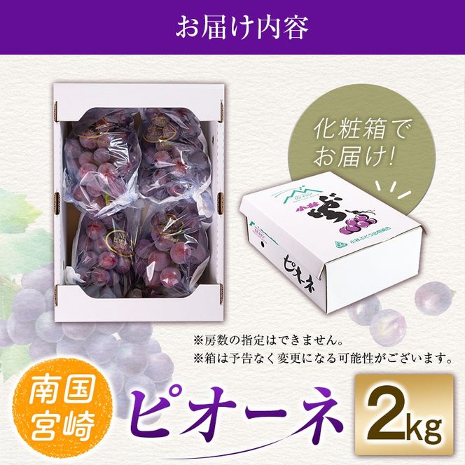 【令和8年発送 先行予約】小林市産 ピオーネ 2kg（ぶどう ブドウ ピオーネ フルーツ 果物 くだもの 先行受付 限定）【令和8年発送 先行予約】小林市産 ピオーネ 2kg（ぶどう ブドウ ピオーネ フルーツ 果物 くだもの 先行受付 限定）
