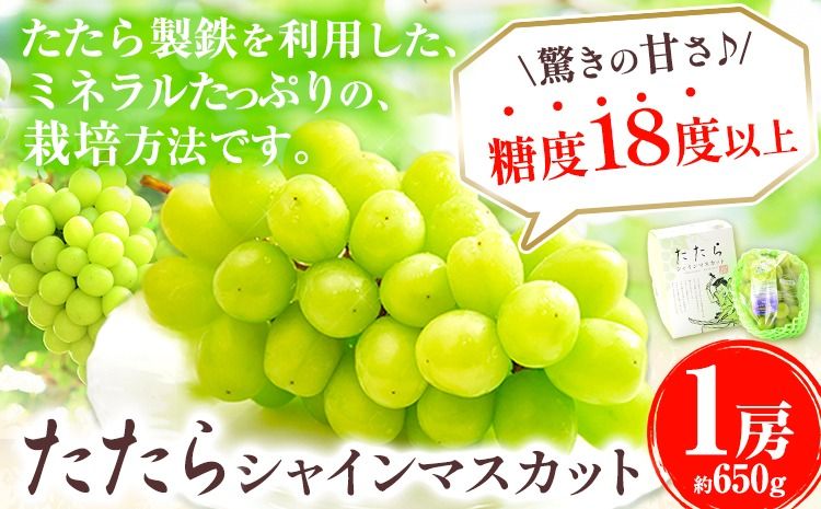 [令和7年度産先行予約] マスカット シャインマスカット 1房(約650g)[8月下旬‐10月下旬頃出荷]たたらみねらるシャインマスカット ギフト 糖度18度以上 フルーツ 種無し ぶどう 葡 Y&G.ディストリビューター 岡山県 笠岡市---1-35a---