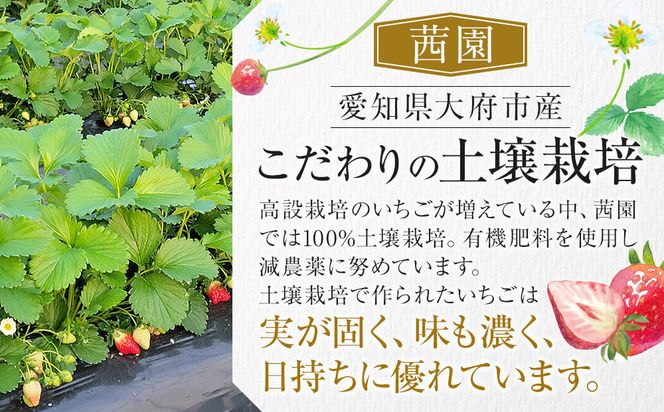 【贈答用・数量限定】とちおとめ　いちご　約1kg（約500g×2パック）1パック　15粒または20粒 232238_DU003