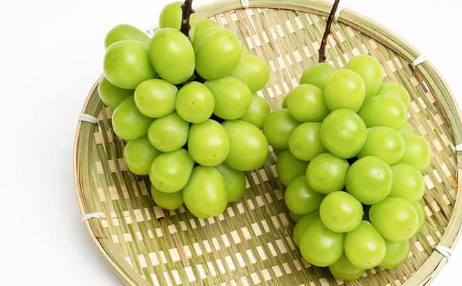 ぶどう 2026年 先行予約 シャイン マスカット 晴王 2房 （1房 600g以上） 化粧箱入り マスカット ブドウ 葡萄  岡山県産 国産 フルーツ 果物 ギフト 高級ぶどう 大粒 種なし 贈答品 