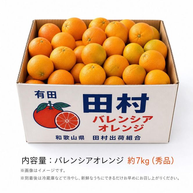 【2027年先行予約】秀品　田村のバレンシアオレンジ　約7kg_G7376