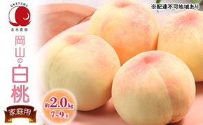 桃 2026年 先行予約 ご家庭用 岡山の白桃 約2.0kg 7～9玉 白桃 もも モモ フルーツ 果物 国産 赤木農園