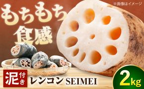 ＼毎年8月中旬より順次発送／ レンコン SEIMEI 2kg  れんこん 蓮根 根菜 野菜愛西市 / 株式会社水谷グルッポ [AEBX001]