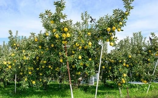 シナノゴールド 秀以上 約3kg 6～12玉 ［おぶせファーマーズ］ 果物 フルーツ りんご 林檎 リンゴ 長野県産 信州産 令和7年産 【2025年10月中旬〜2026年1月上旬発送】 ［FH-83］