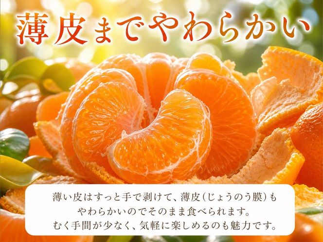 とろける食感!ジューシー柑橘 せとか 約3kg｜みかん ミカン 柑橘 果物 くだもの フルーツ せとか 甘い 先行予約 国産 産地直送 人気 美浜町