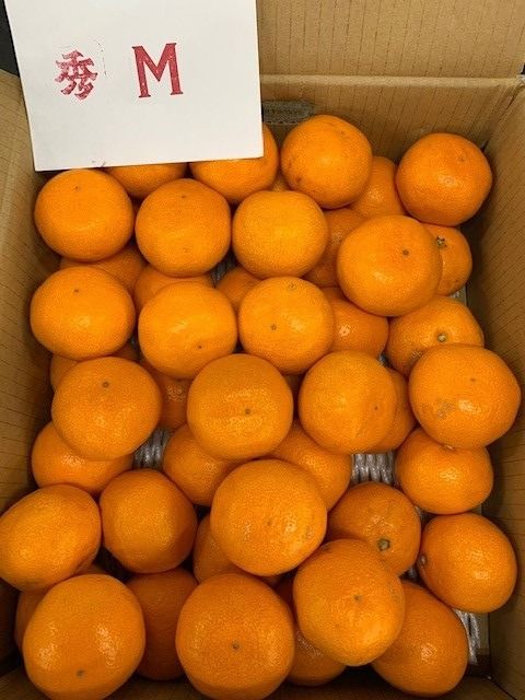 ゆら早生みかん 赤秀品 Мサイズ 5kg CC24