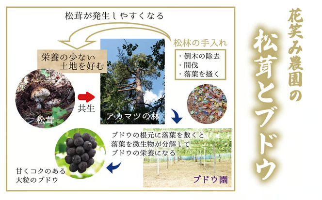 【2027年先行予約】 花笑み農園　岡山の『松茸』200g 【hana011-03】