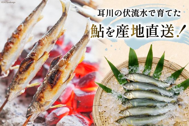 【期間限定発送】 鮎 こだわりの生鮎 約1kg [株式会社 あゆの是則 宮崎県 日向市 452060793] あゆ アユ 魚 魚介 川魚 塩焼き 甘露煮 冷蔵 生あゆ 子持ち鮎