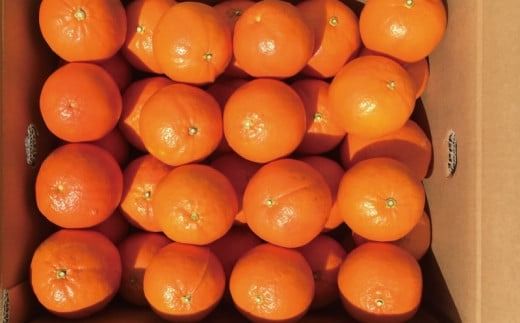 サイズL以上(L・2L・3L)岡農園のセミノール4kg【2026年3月下旬から4月下旬までに順次発送】 / セミノール みかん 蜜柑 数量限定 ミカン【mok008A】