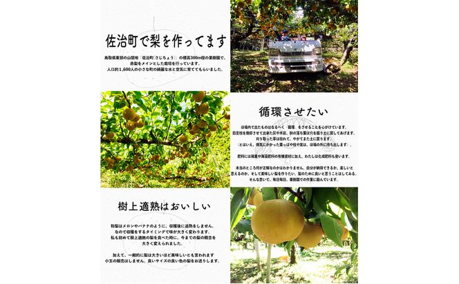 新興梨 5kg箱詰め(鳥取県佐治町産) [あくつの梨] 312011_FX004