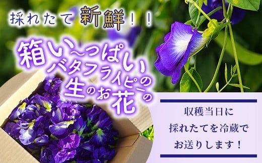 希少！採れたて新鮮！八重咲バタフライピーの生花（食用花、生ハーブ）特別栽培、栽培期間中農薬不使用 ３月～順次発送【 沖縄県 石垣市 沖縄 石垣 石垣島 花 生花 ハーブ 離島のいいもの 沖縄いいもの石垣島 】OI-8