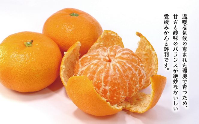 訳あり 愛媛みかん 5kg 7000円 温州みかん こたつ みかん 温州 みかん mikan 蜜柑 愛媛 ミカン 完熟 家庭用 産地直送 国産 農家直送 糖度 期間限定 数量限定 特産品 ゼリー ジュース アイス 人気 限定 甘い 果実 果肉 フルーツ 果物 柑橘 ビタミン 健康 美味しい おいしい ジューシー サイズ ミックス くらもとファーム 愛南町 愛媛県