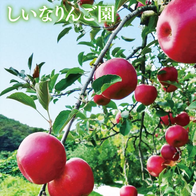 旬のおいしい奥久慈りんご食べ比べ 約5kg【しいなりんご園】※2026年10月中旬頃発送開始予定｜茨城県 大子町 林檎 アップル 詰合せ 旬 果物 フルーツ ギフト 贈答(CI002-1)