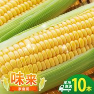とうもろこし 味来 家庭用 10本 訳アリ トウモロコシ 宮城県産 甘い 夏 朝採れ 訳あり 産地直送 宮城県 大河原町