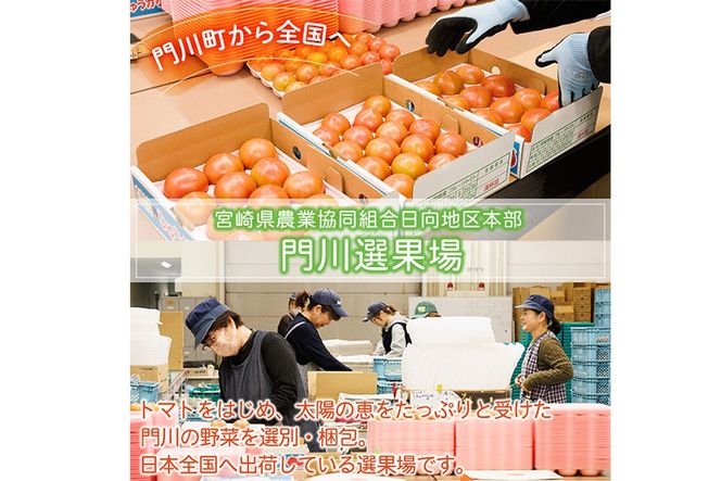 門川ひなたのトマト(800g×2箱) 高糖度 トマト フルーツトマト 野菜 旬野菜 冷蔵 門川町産 宮崎県 門川町 【宮崎県農業協同組合日向地区本部(門川選果場)】【TM-02】