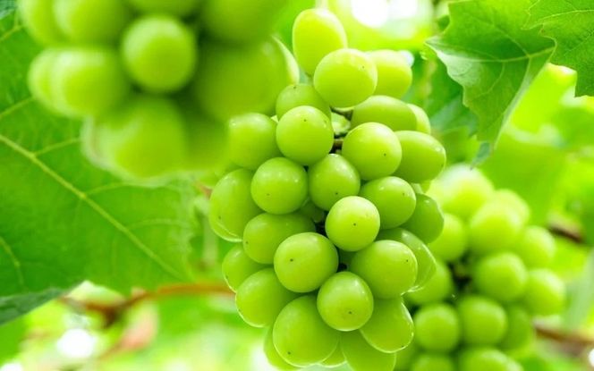 しげちゃん農園の シャインマスカット「晴王」 1.4kg前後（2～3房入） 【2026年10月上旬～順次発送】 岡山県真庭市産 ぶどう シャインマスカット 高級 フルーツ 【shifarm001-02】