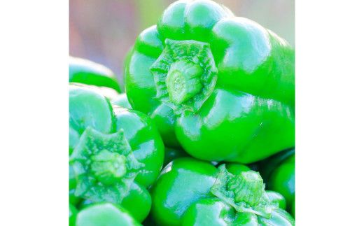 【先行予約】高知県産 植田ファームのこだわりピーマン 2kg〈2026年10月1日～2027年6月下旬〉 ピーマン 甘い 新鮮野菜 サラダ 野菜 おかず 詰め合わせ 絶品 お取り寄せ 美味しい 料理 おうちごはん 新鮮 大容量 高知県 土佐市【株式会社植田ファーム】[BQAT002]
