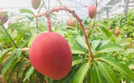 【2025年発送 先行予約】石垣島のマンゴー 2kg 3〜5玉 【沖縄県 石垣市 産地直送 旬 石垣島産 マンゴー 完熟マンゴー】HI-2