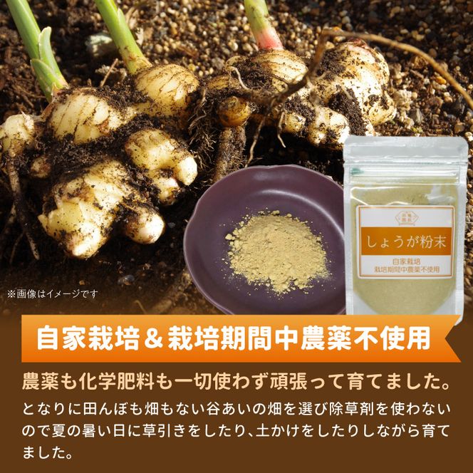 しょうが 粉末 N048-YA0494