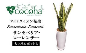 マイナスイオン発生 サンセベリア・ローレンチー大 スリムポットL 糸島市 / cocoha 観葉植物 グリーン 緑 インテリア[AWB040] 観葉植物 緑 グリーン 暮らし インテリア 植物 鉢 おしゃれ 室内 ギフト