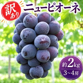 訳あり ぶどう ニューピオーネ 約2kg 3～4房 高梁市産 2026年 先行予約 化粧箱 葡萄 ブドウ ご家庭用 うめづぶどう園