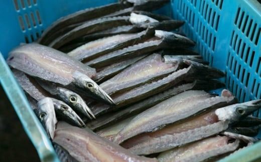 黒潮干物１１枚定期便【全３回】 頒布会 iz030