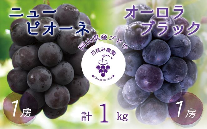 【2026年先行予約】 岡山 花笑み農園の『ニューピオーネ&オーロラブラック』1kg(2房) 2026年9月上旬～ 受付順に発送予【hana032-02】
