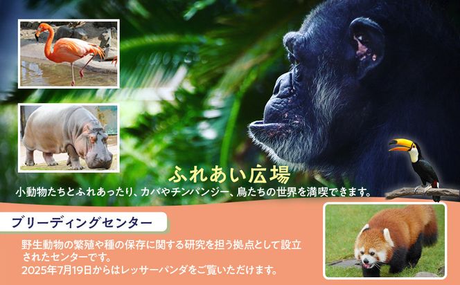 白浜町ふるさと納税 アドベンチャーワールド入園引換券 大人 （18歳上） ペアチケット 304018_DU003