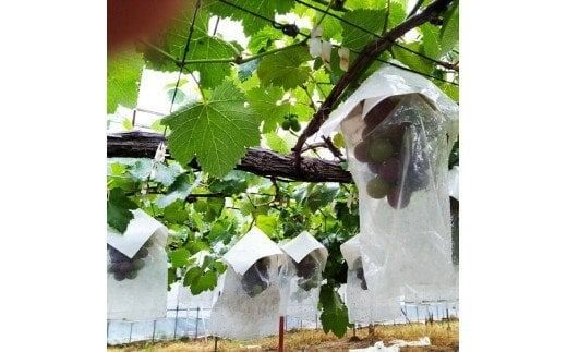 【予約受付】ブラックオリンピア 約1kg（2～3房）【2026年8月中より順次発送予定】 巨峰に似たはちみつぶどうと呼ばれる幻のぶどう 【申し込みは７月下旬まで】【nuk114A】