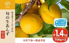 旬の生あんず 中玉 約1.4kg 700gパック×2 [おぶせファーマーズ] 数量限定 期間限定 杏アンズ 果物 フルーツ 長野県産 信州産 令和7年産【2025年6月下旬～発送】［F-51］